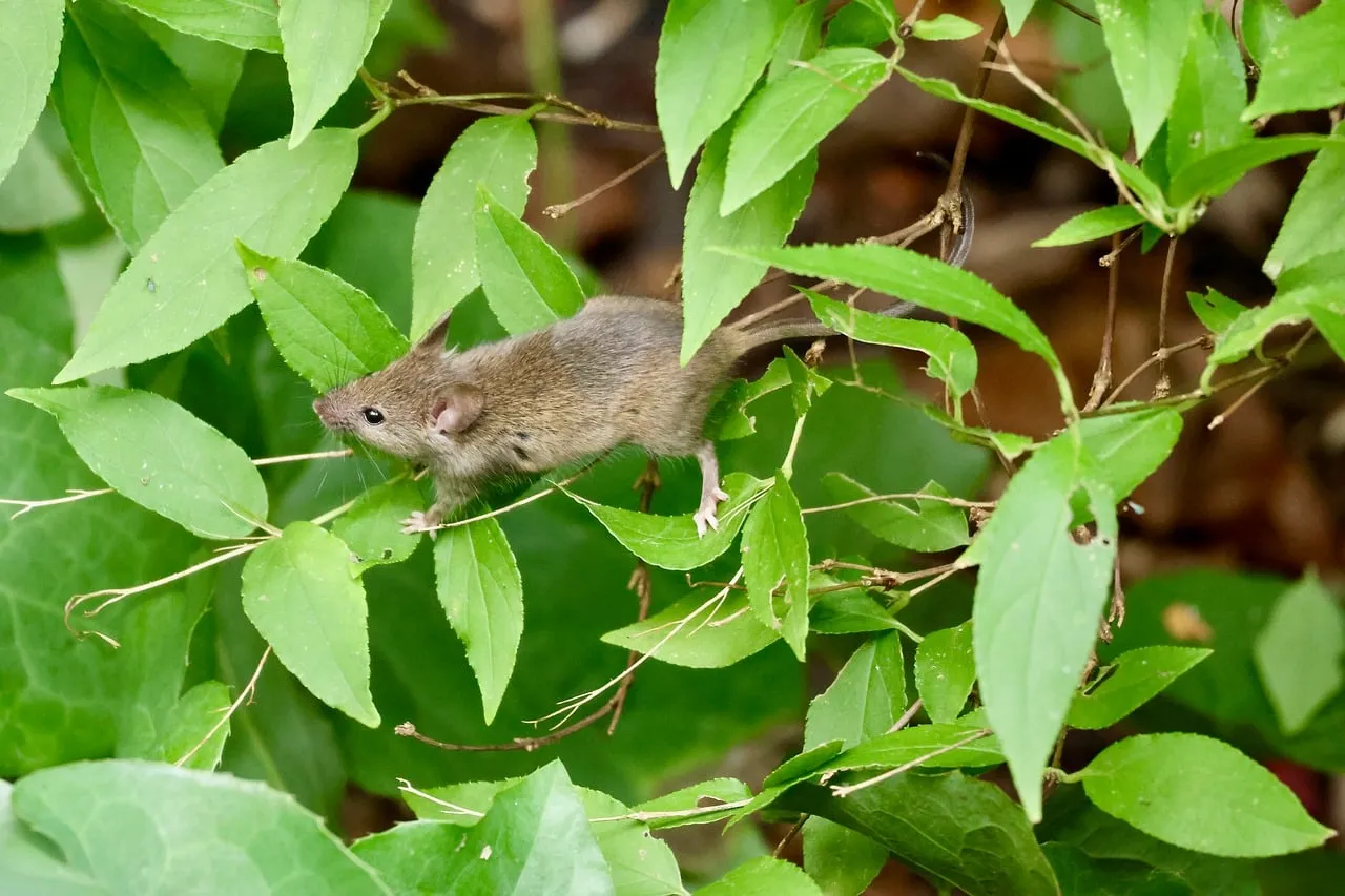 Tiny Forest Dweller: Mouse Peeking Through Lush Green Leaves
