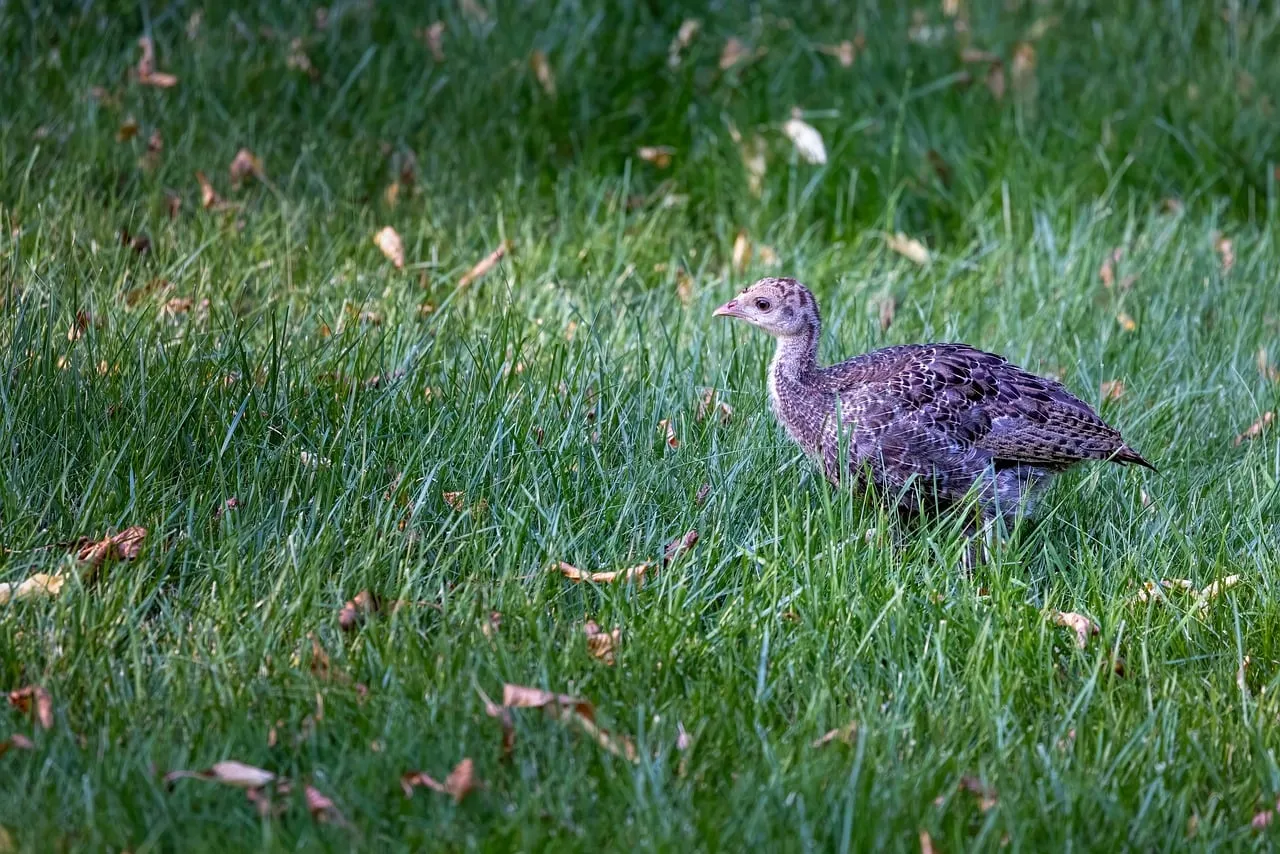 Young Turkey Chick Foraging in Lush Spring Meadow