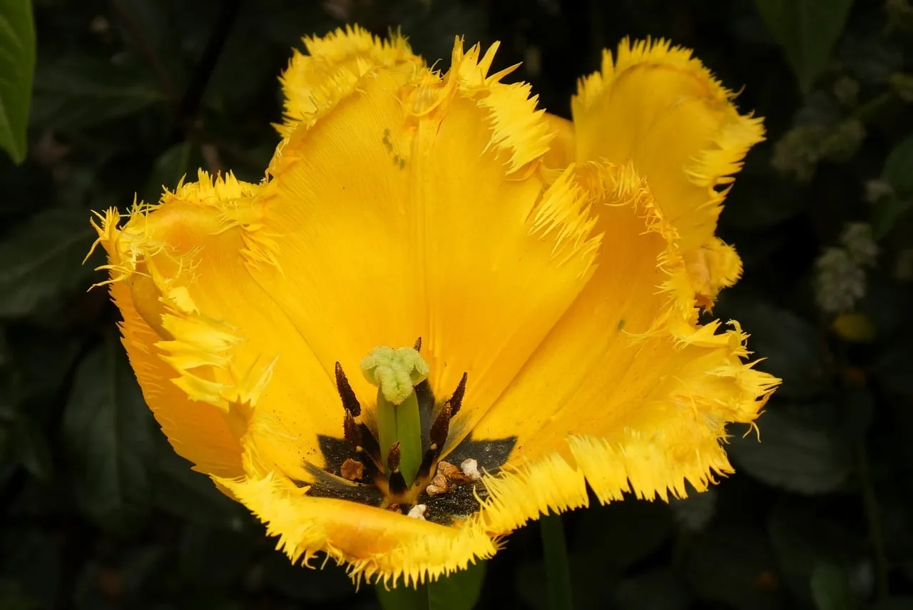 Vibrant Yellow Fringed Tulip: A Springtime Macro Delight