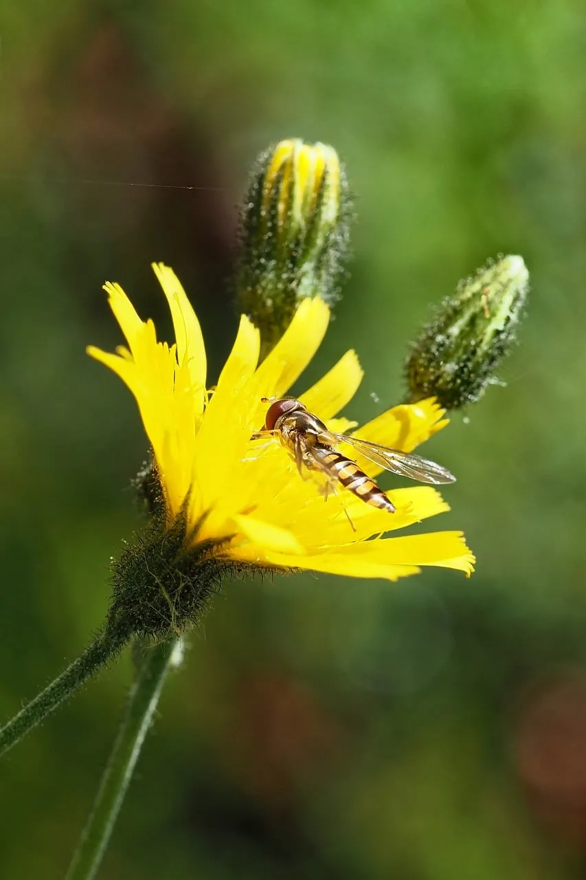 Vibrant Summer Bloom: Hoverfly on Dandelion Macro