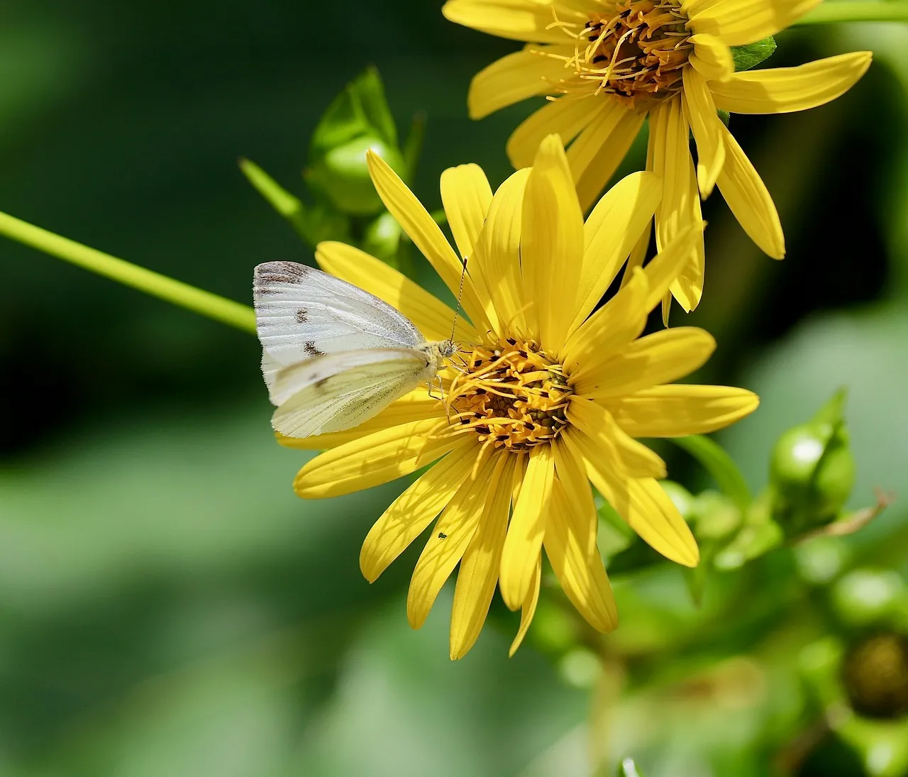 Vibrant Yellow Flower with White Butterfly Nectar Gathering