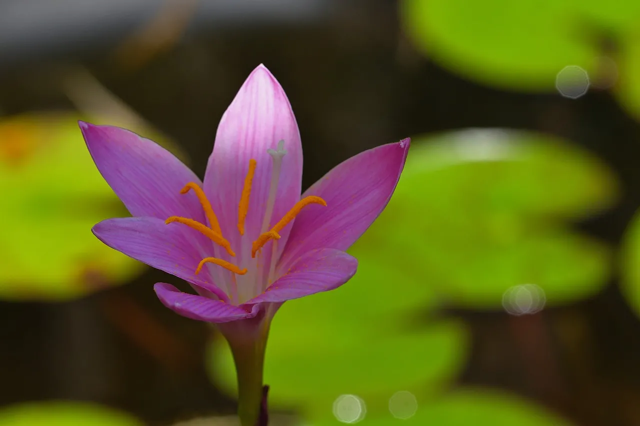 Vibrant Marsh Crocus Blossom: A Close-Up Floral Delight