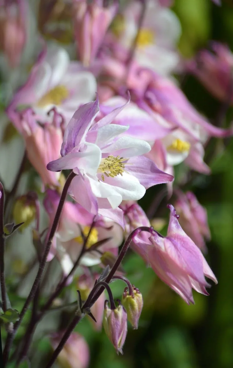 Vibrant Pink Columbine Blooms: A Spring Garden Delight