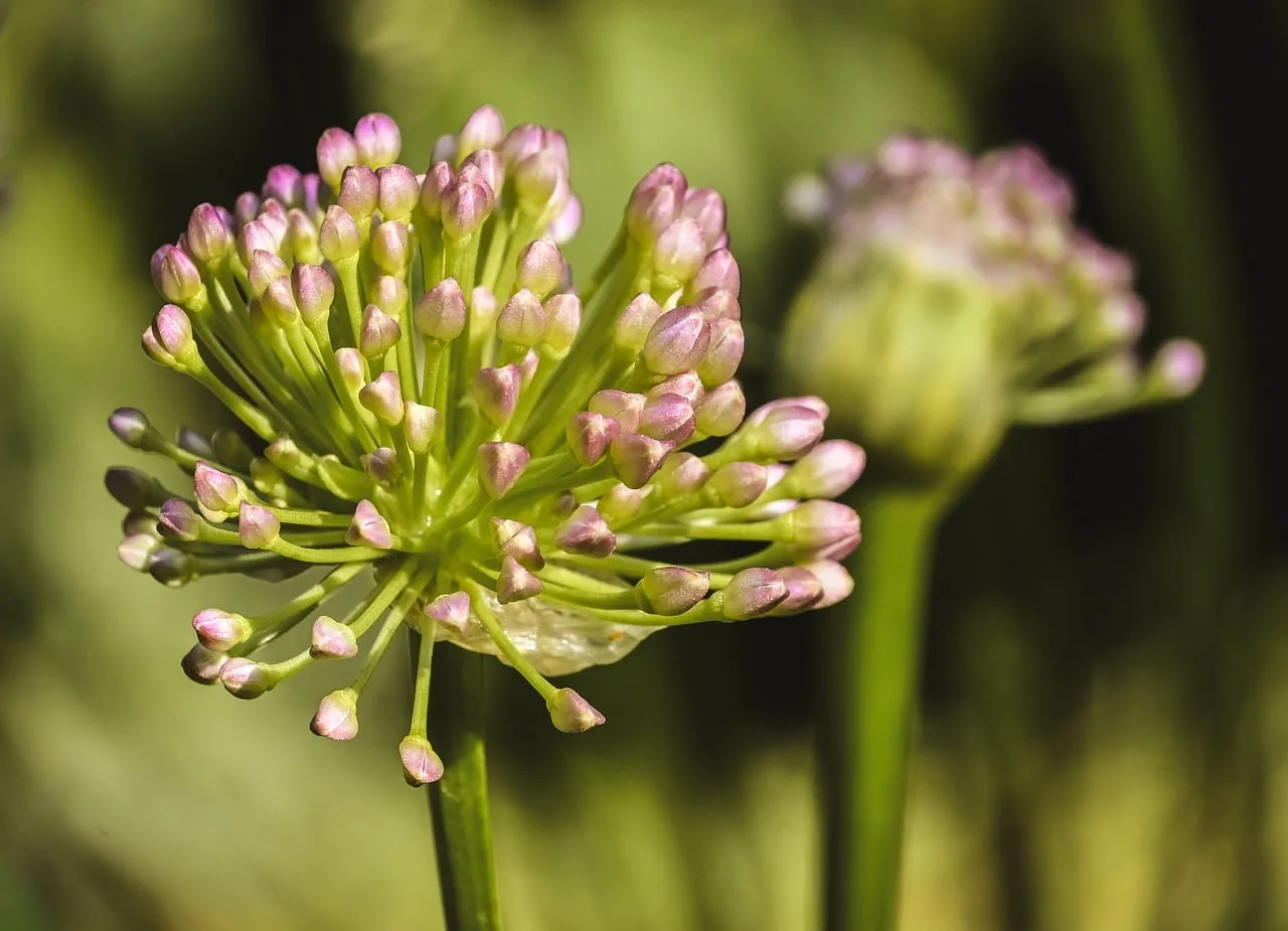 Delicate Pink Buds: Spring's Fresh Bloom