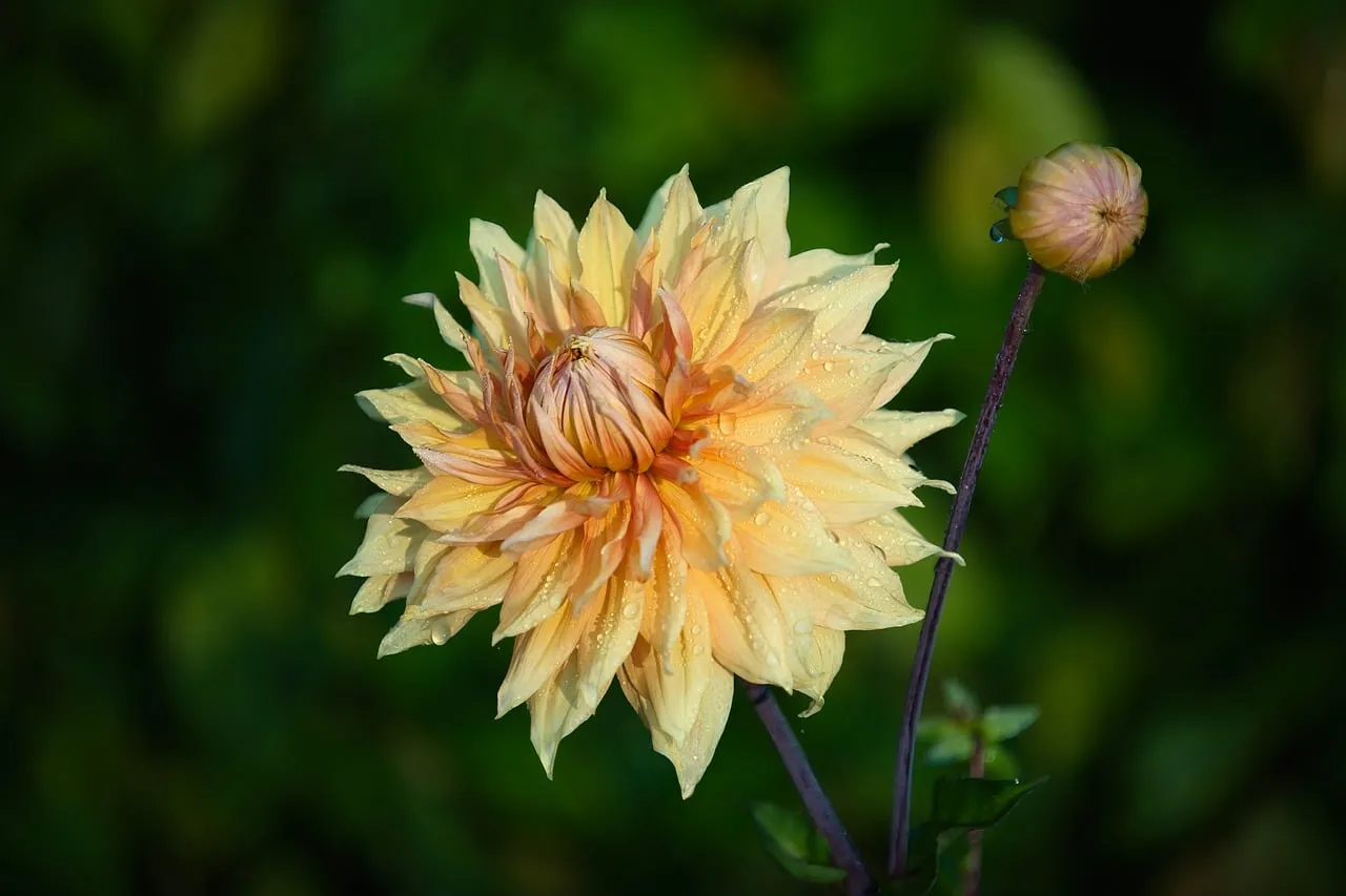 Dazzling Yellow Dahlia: Nature's Petal Perfection with Dew Drops