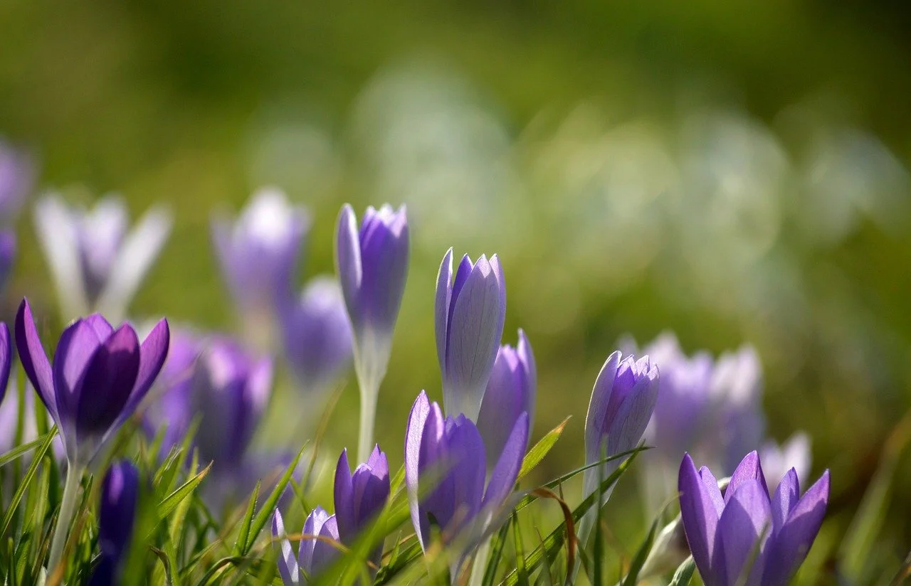 Vibrant Purple Crocuses: Early Signs of Spring Awakening