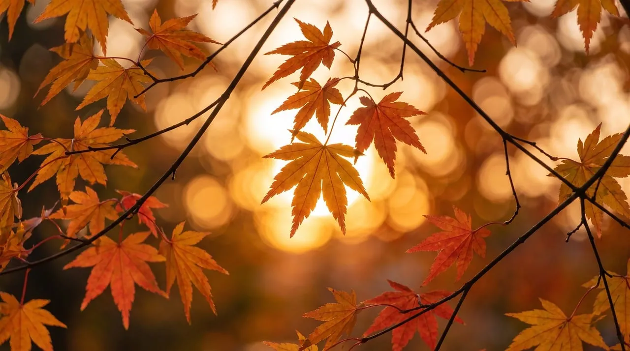 Stunning Autumn Sunset: Golden Hour Maple Leaves