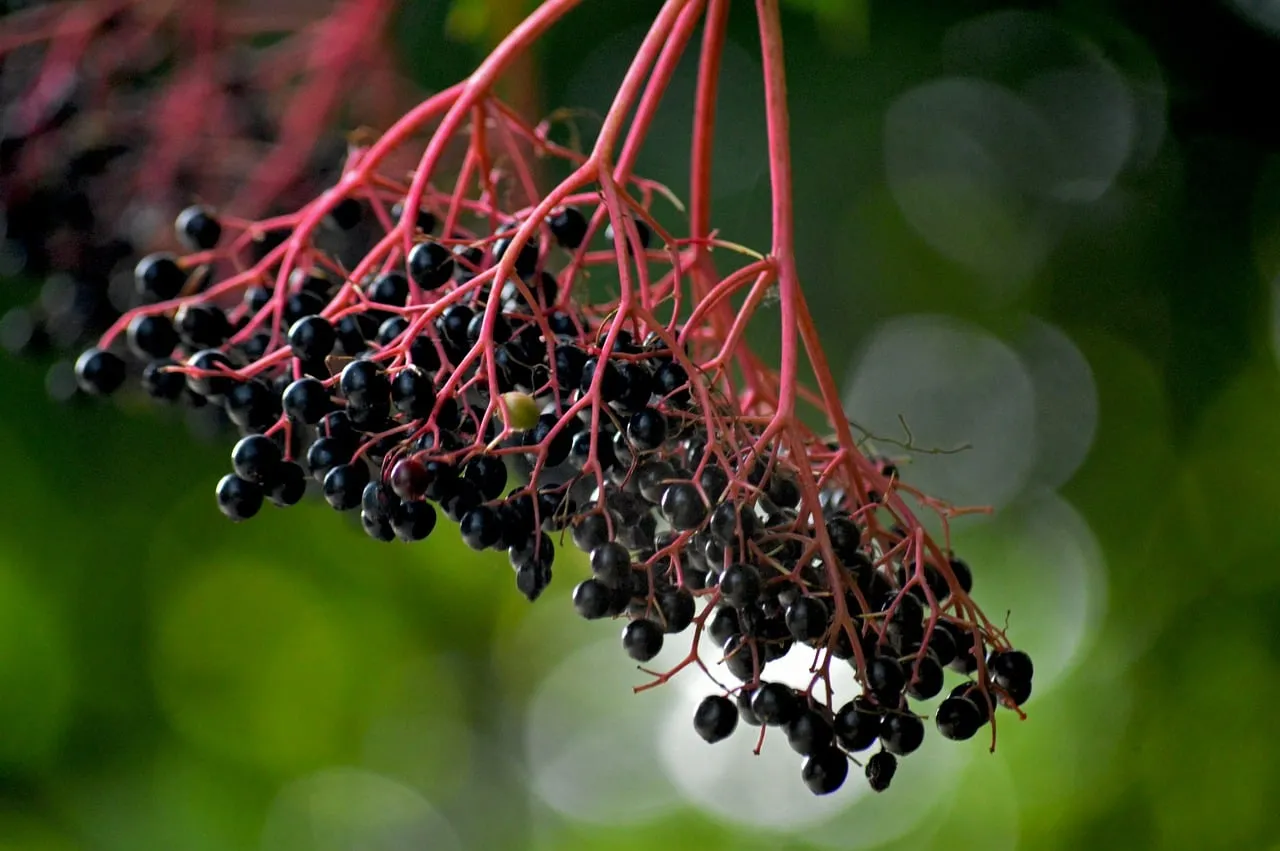 Vibrant Elderberry Cluster: Nature's Antioxidant Powerhouse