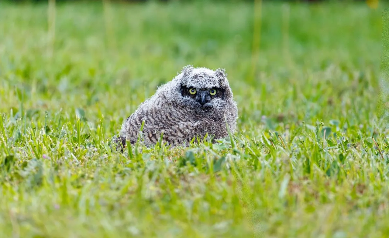 Adorable Owl Chick Camouflaged in Vibrant Spring Grass