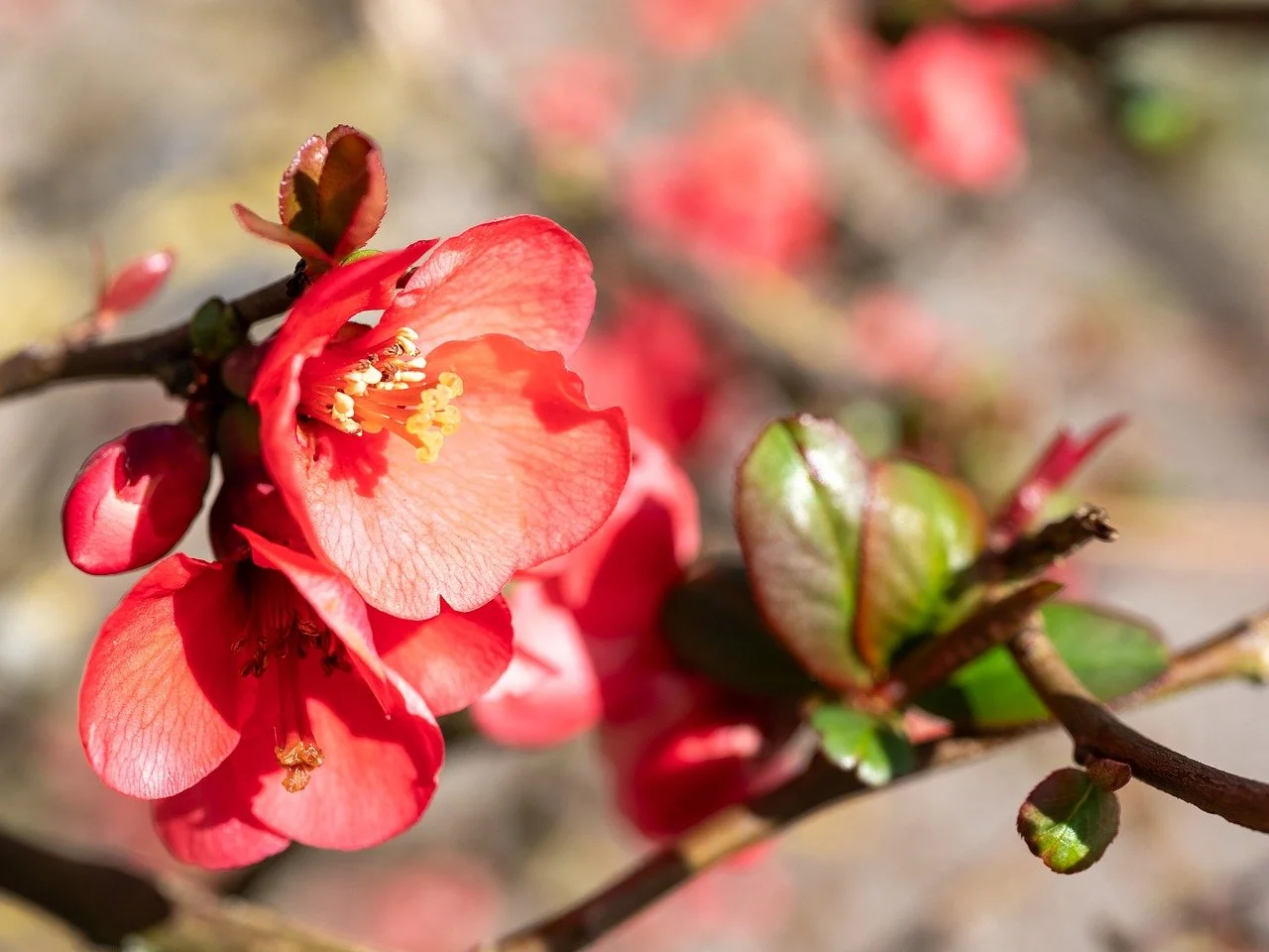 Vibrant Red Quince Blooms: Spring's Awakening in Nature