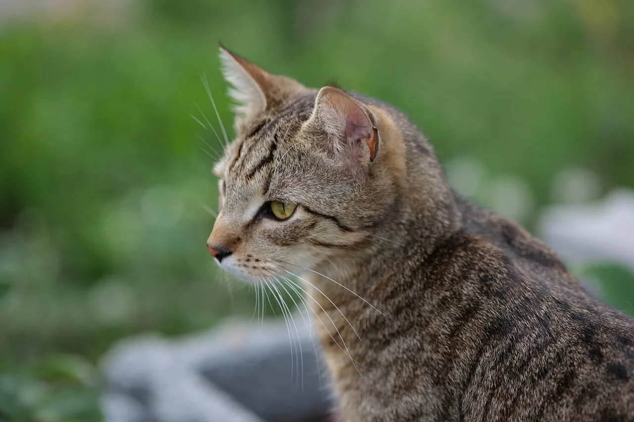 Enchanting Gaze: A Dreamy Striped Cat's Outdoor Portrait