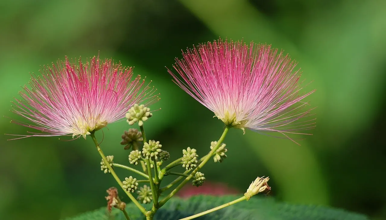Delicate Pink Mimosa Blooms: Nature's Soft Beauty