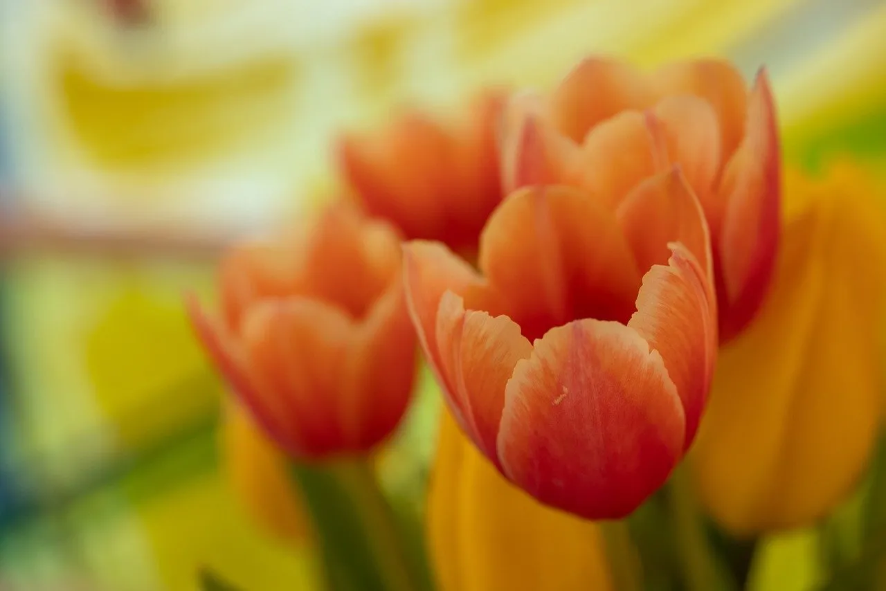 Vibrant Orange Tulips: A Burst of Spring Beauty