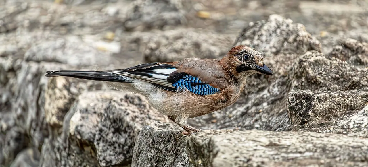 Stunning Eurasian Jay: A Captivating Wildlife Background