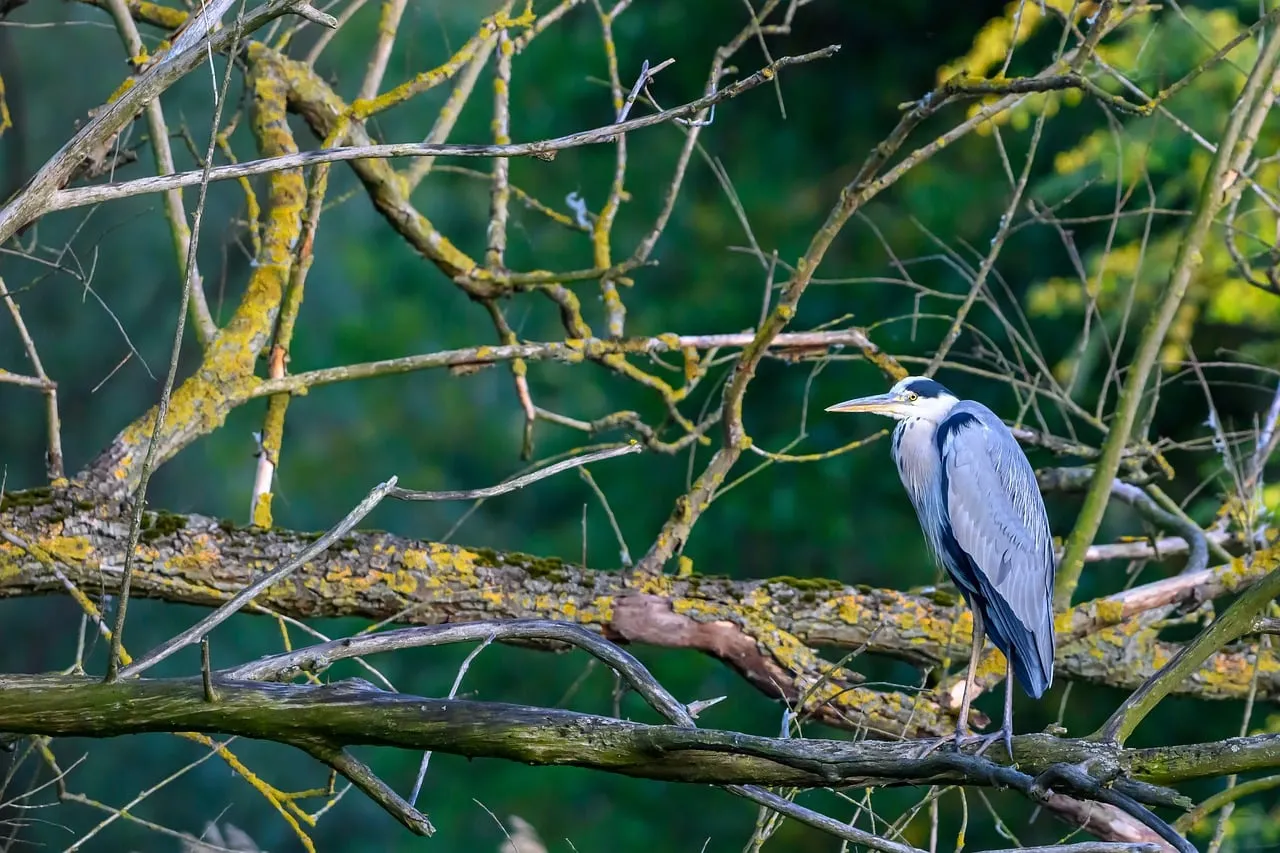 Serene Heron Perched Amidst Verdant Forest Branches