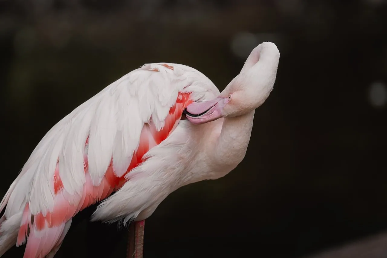 Graceful Flamingo Preening: Captivating Nature's Beauty
