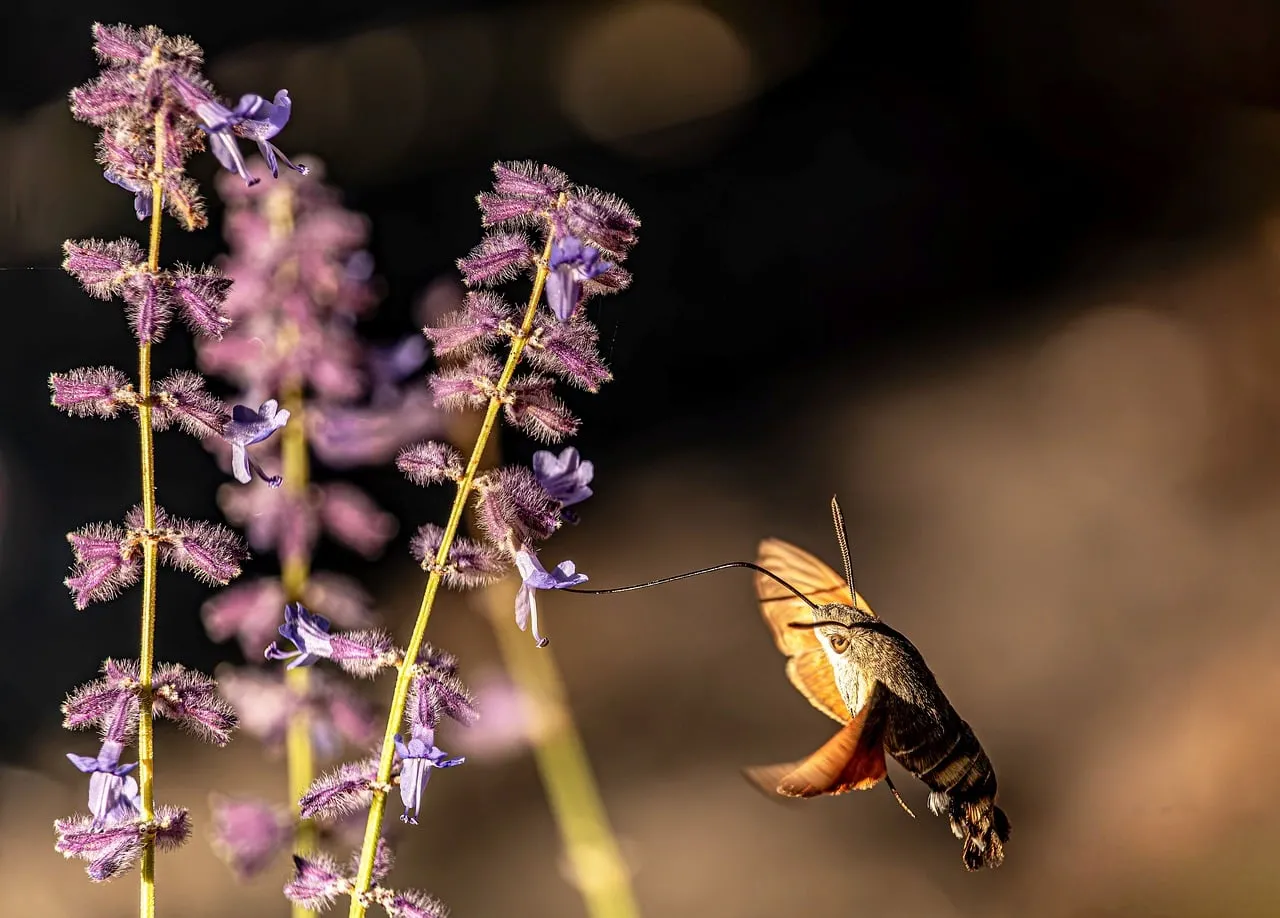 Enchanting Hummingbird Hawk-Moth Feeds on Lavender
