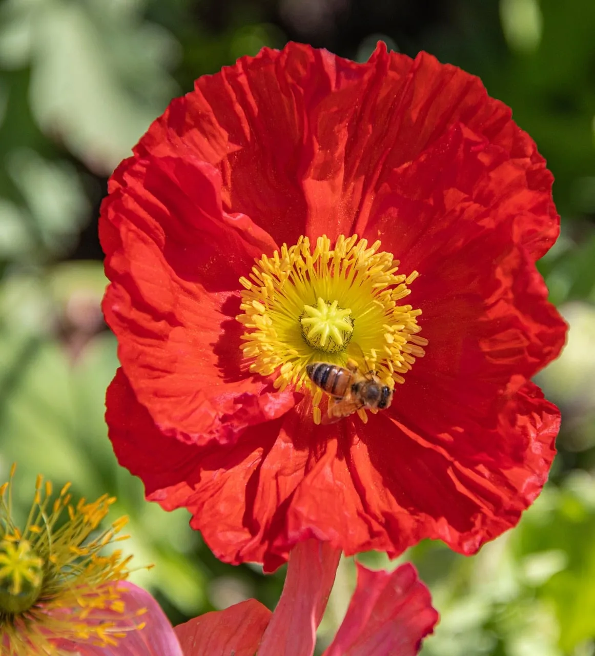 Vibrant Red Poppy: Bee's Springtime Delight