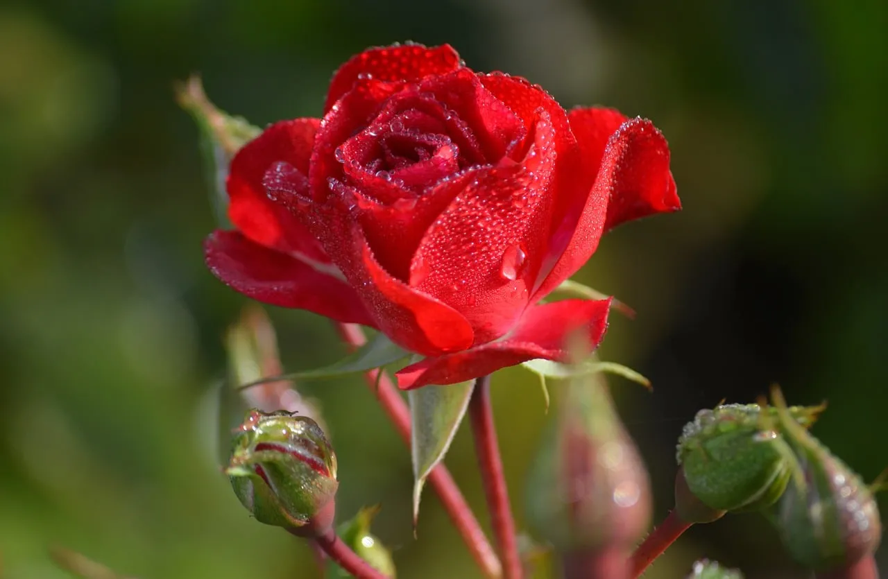 Vibrant Red Rose: Morning Dew Drops & Lush Greenery
