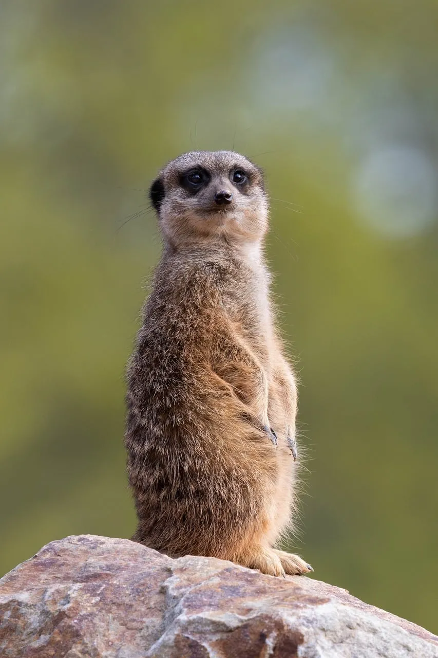 Vigilant Meerkat Sentry: Adorable Wildlife Lookout