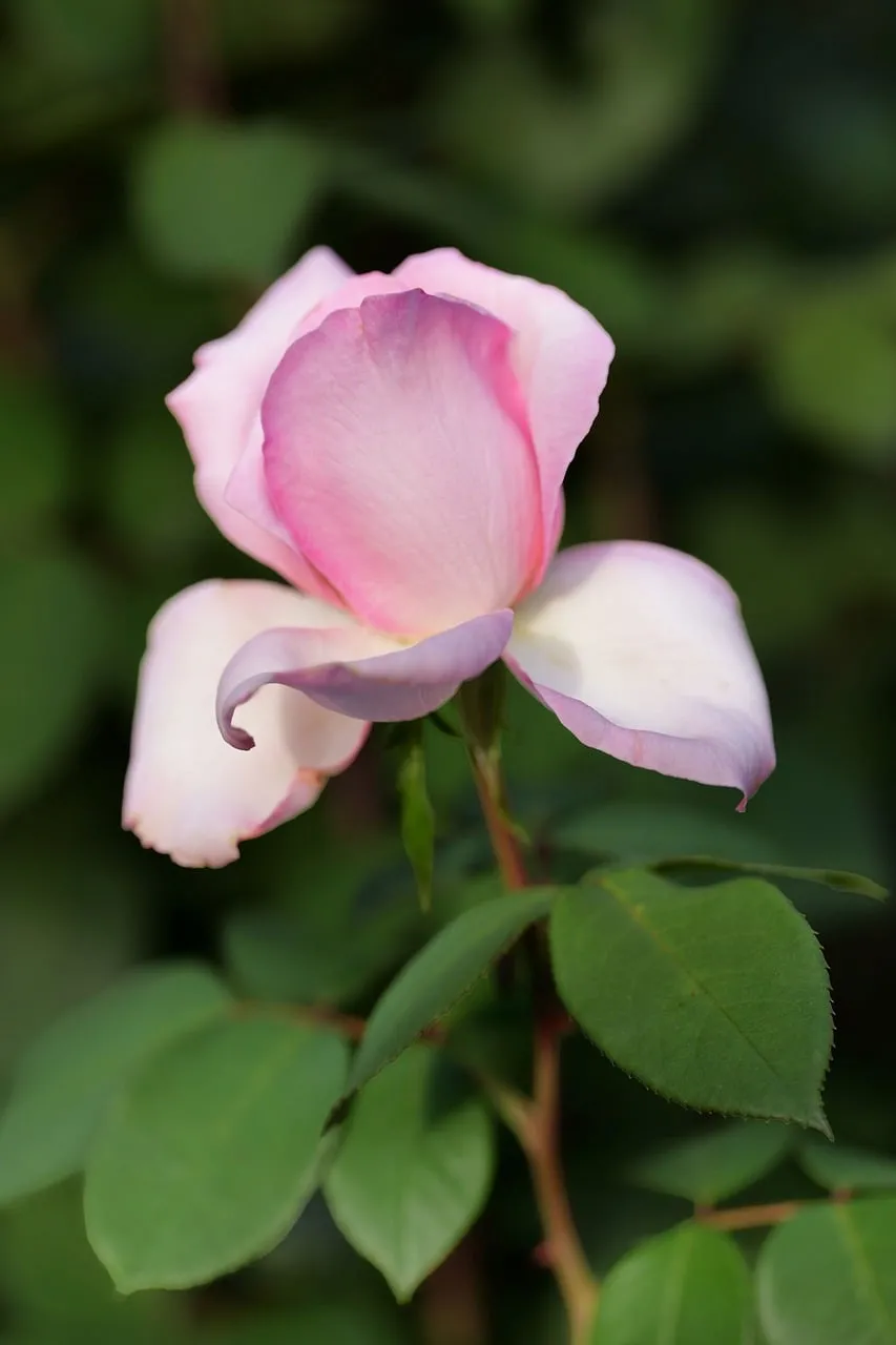 Enchanting Pink Rose: Delicate Beauty in a Spring Garden
