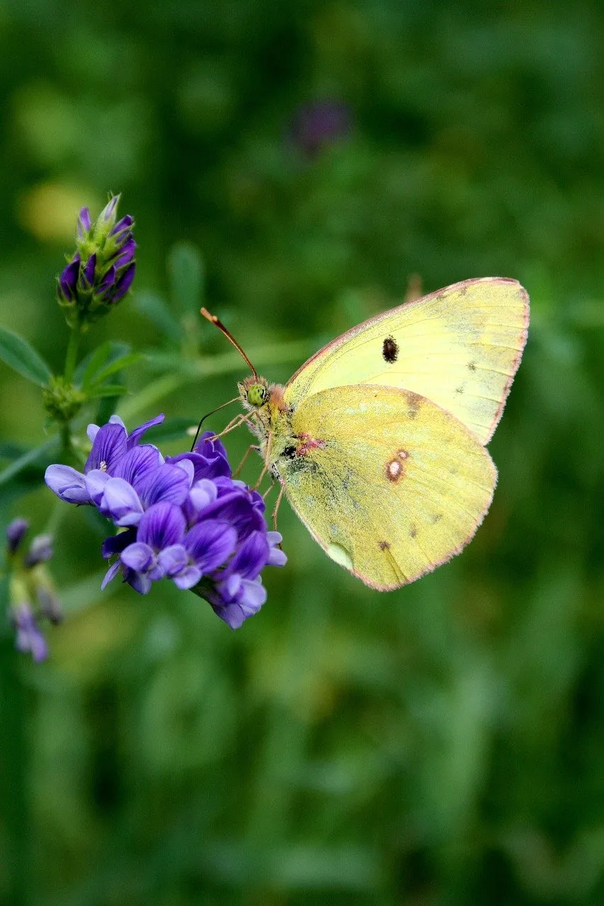 Vibrant Clouded Yellow Butterfly: Nature's Delicate Pollinator
