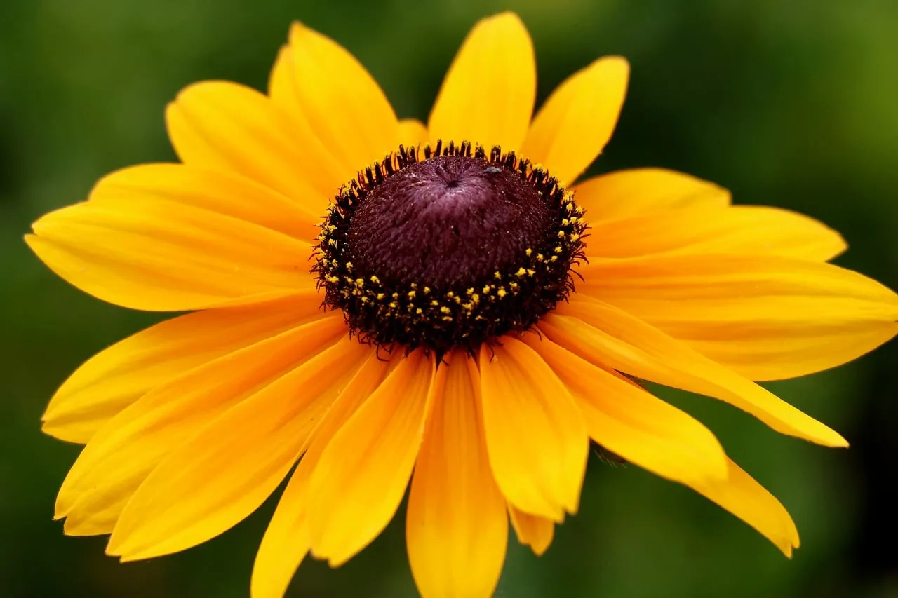 Vibrant Rudbeckia: A Dazzling Yellow Summer Bloom Up Close