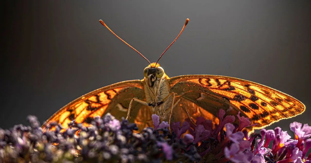 Stunning Macro: Intricate Butterfly on Purple Blooms