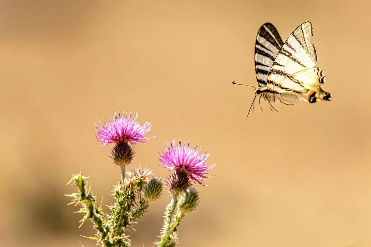 Vibrant Thistle Bloom and Graceful Butterfly Flight