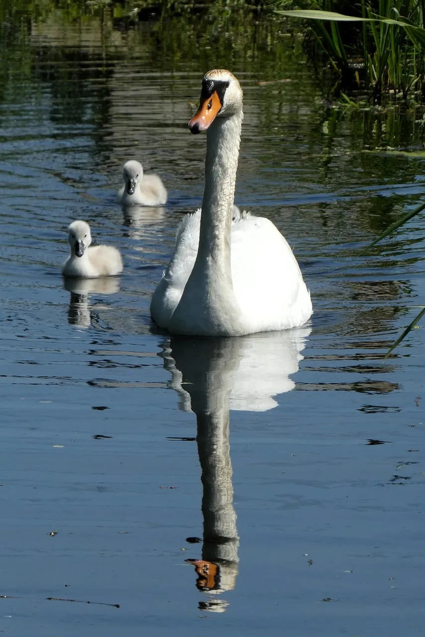 Graceful Swan with Cygnets: A Tender Spring Reflection