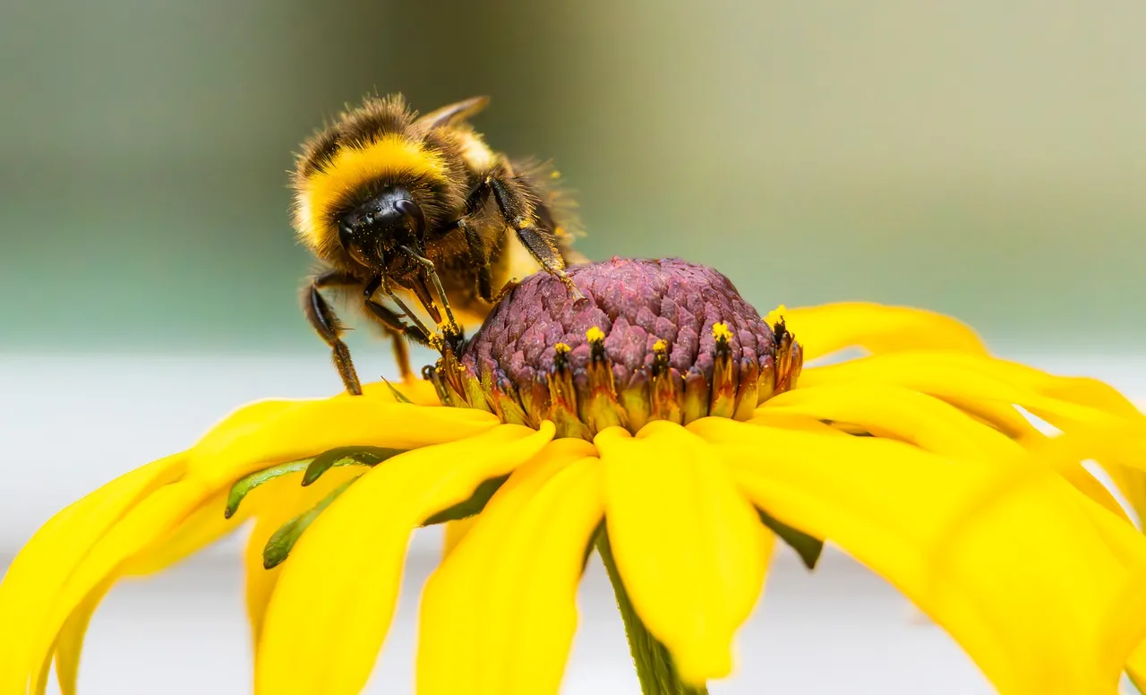 Vibrant Bloom: Bumblebee's Nectar Quest