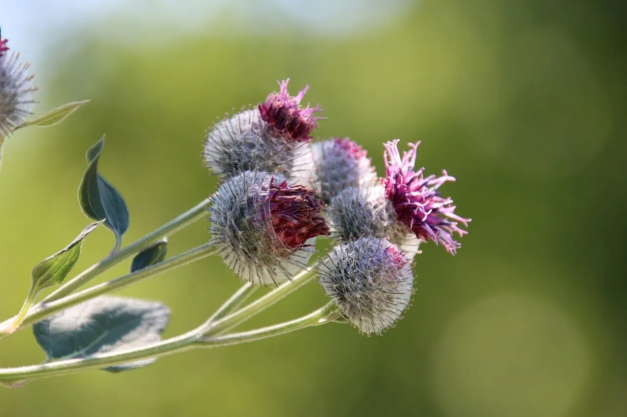 Vibrant Purple Thistle Buds Blooming in Summer Sunlight