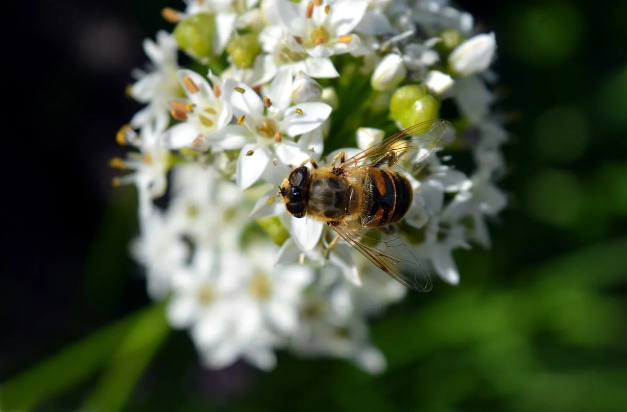 Vibrant Macro: Hoverfly on Delicate White Blossoms