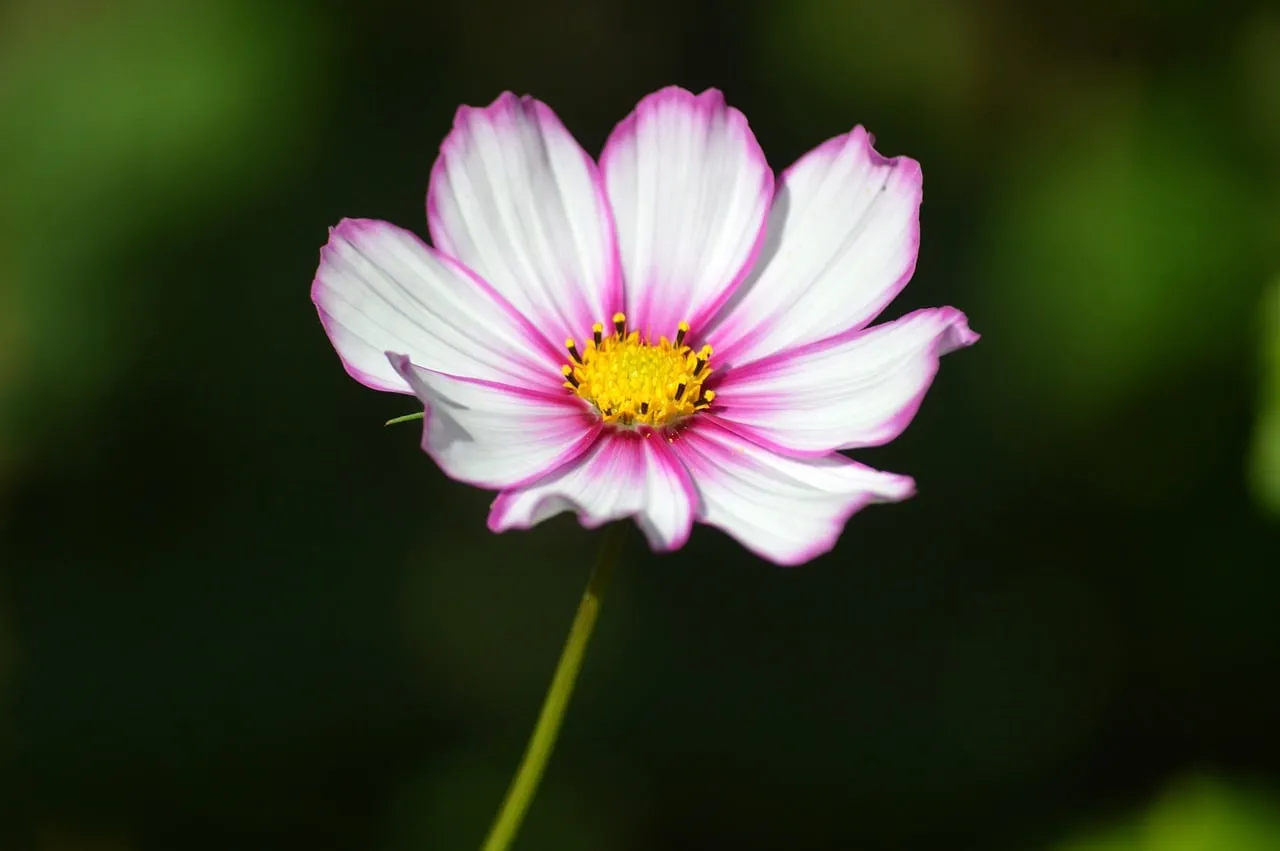 Vibrant Cosmos: Pink & White Petals, Golden Heart