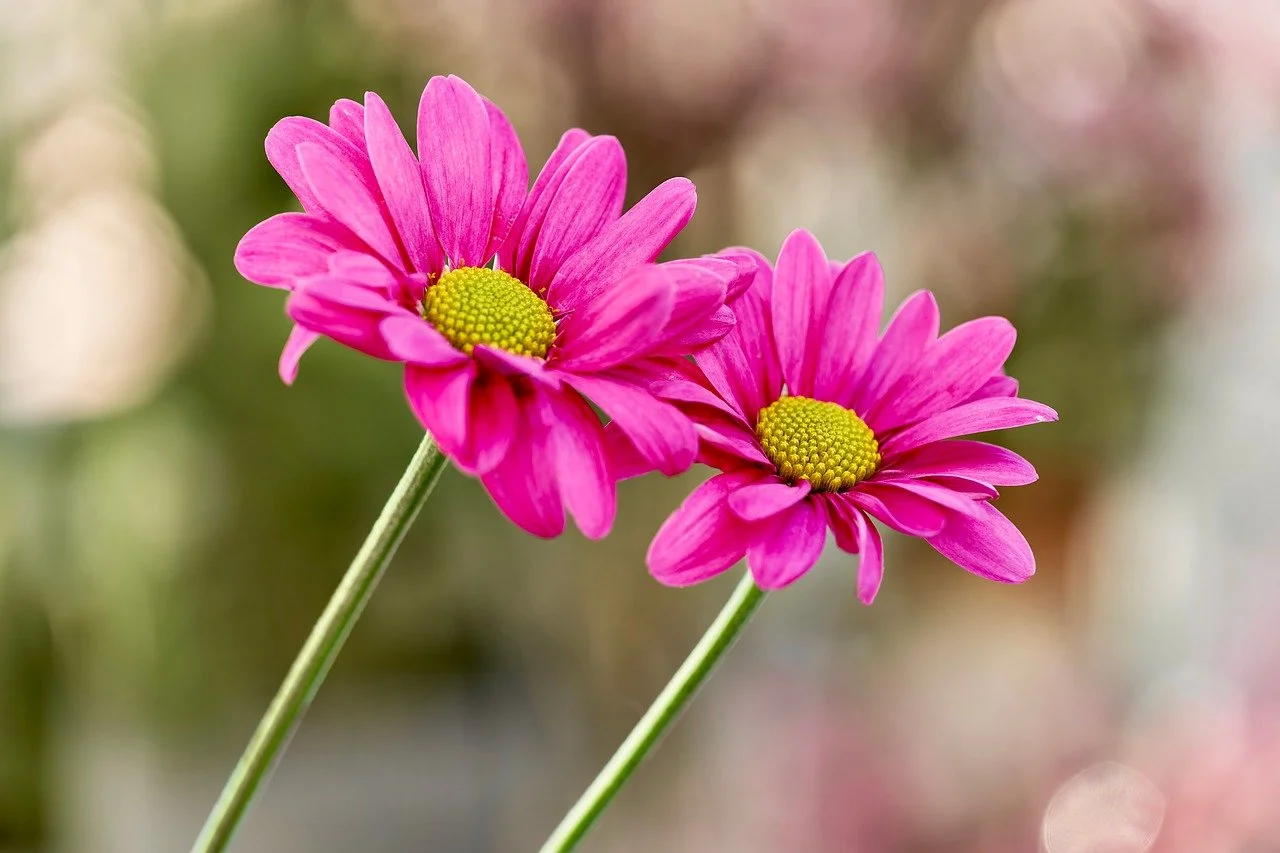 Vibrant Pink Daisies: Nature's Delicate Summer Bloom
