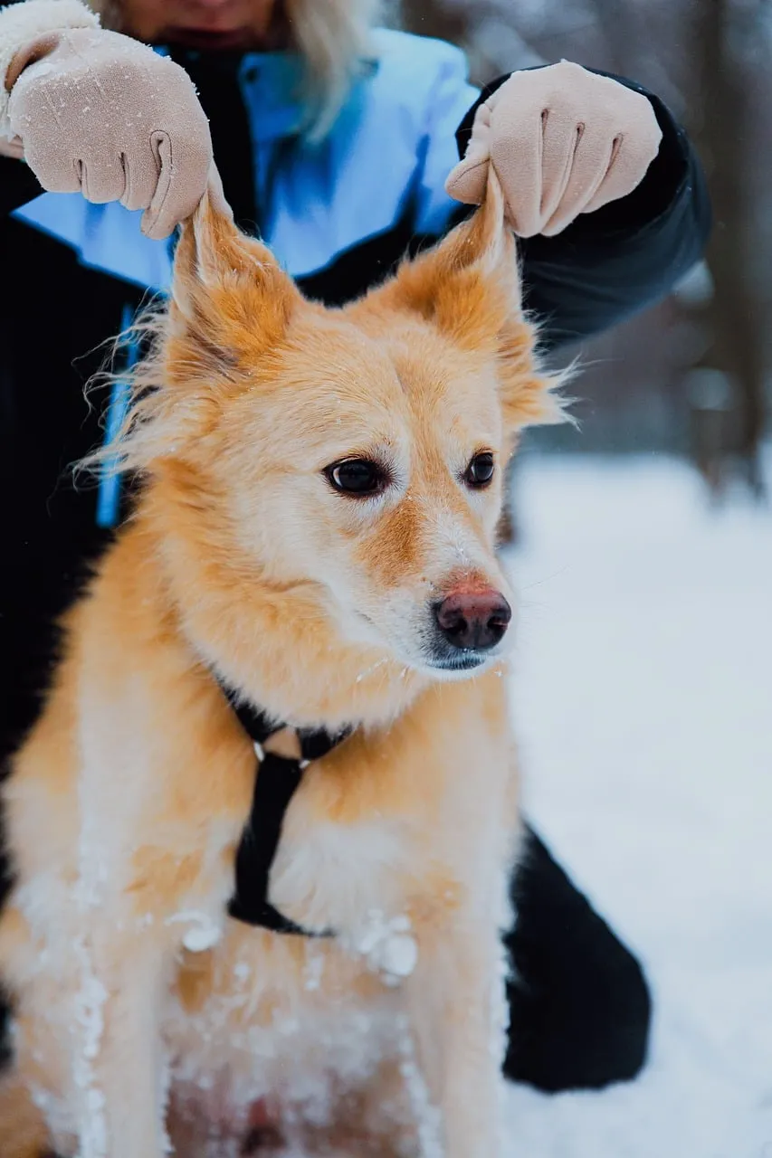 Heartwarming Winter Scene: Playful Dog in Snowy Forest