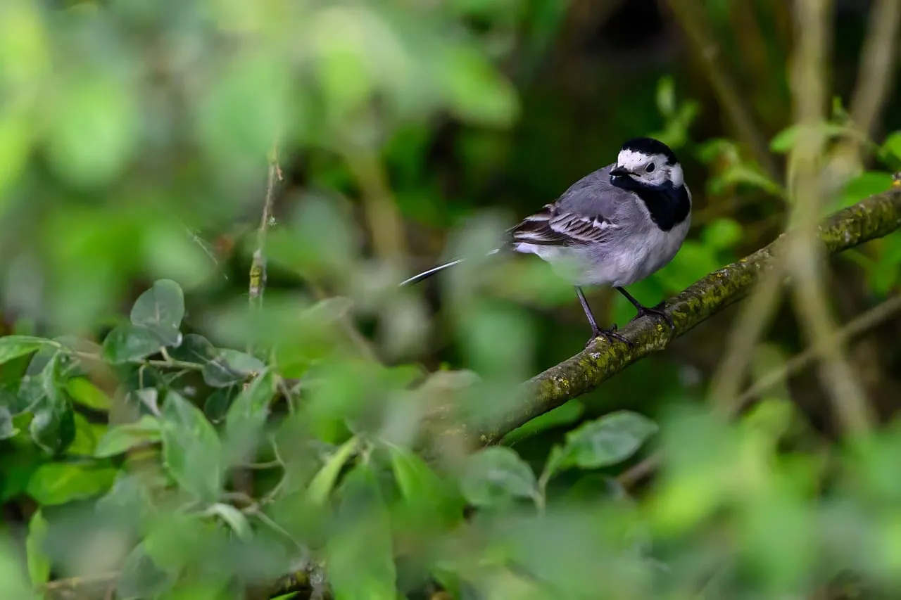 Charming Wagtail Perched: Nature's Bicolored Jewel