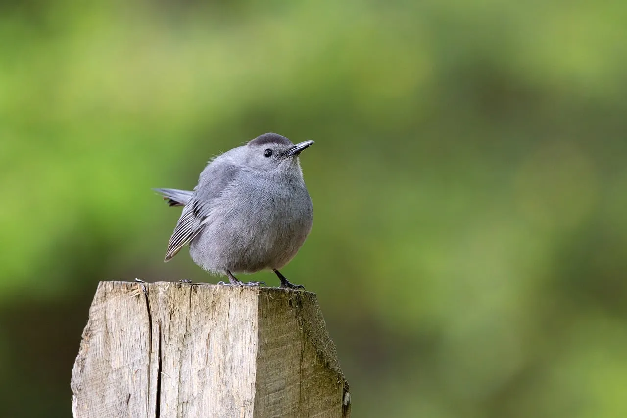 Charming Gray Catbird Perched on Fence Post in Nature