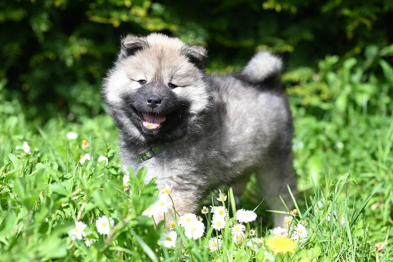 Adorable Eurasier Puppy: Joyful Play in a Daisy Field