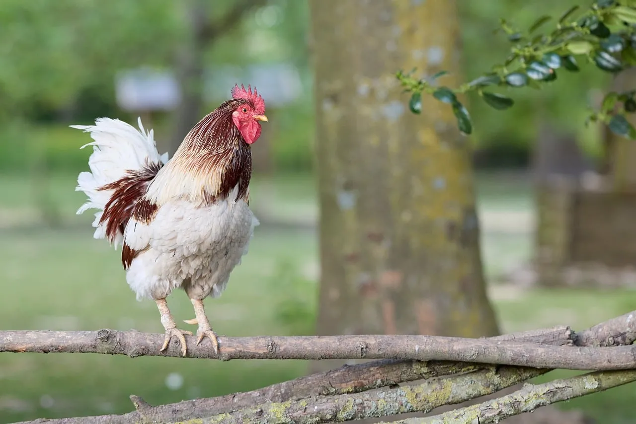 Vibrant Rooster Perched on Rustic Fence in Countryside