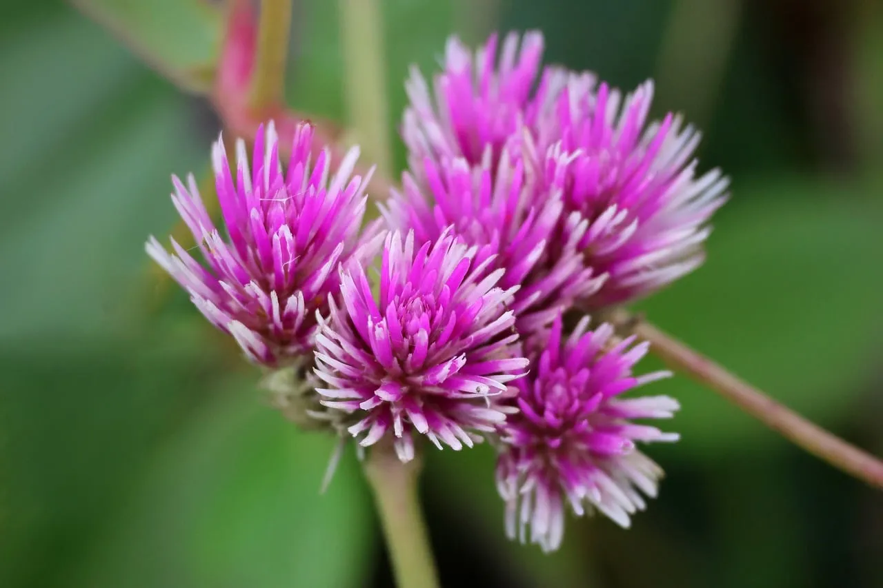Vibrant Gomphrena Globosa: Frothy Pink Blossoms in Macro Detail