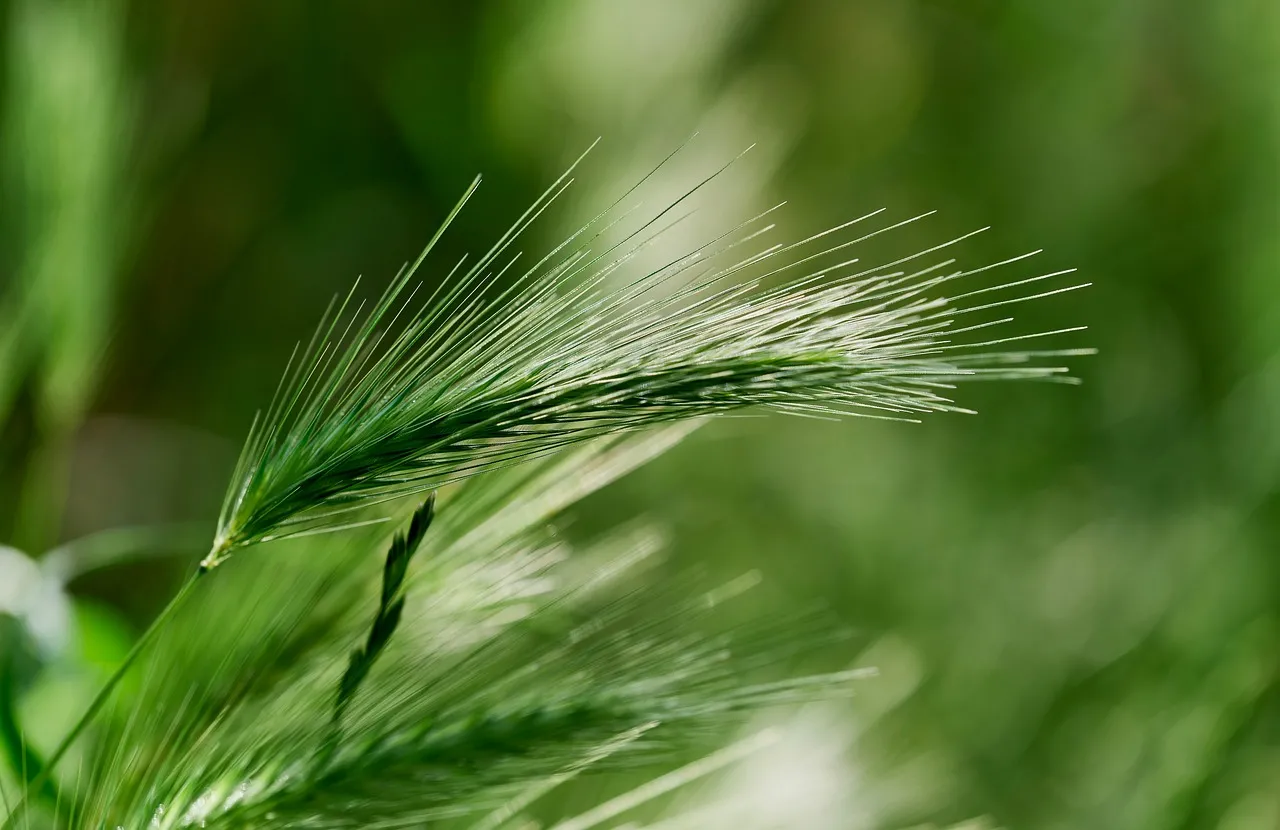 Vibrant Green Barley: A Close-up of Nature's Delicate Beauty