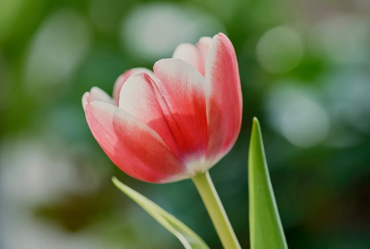 Vibrant Tulip Bloom: A Symphony of Spring Colors