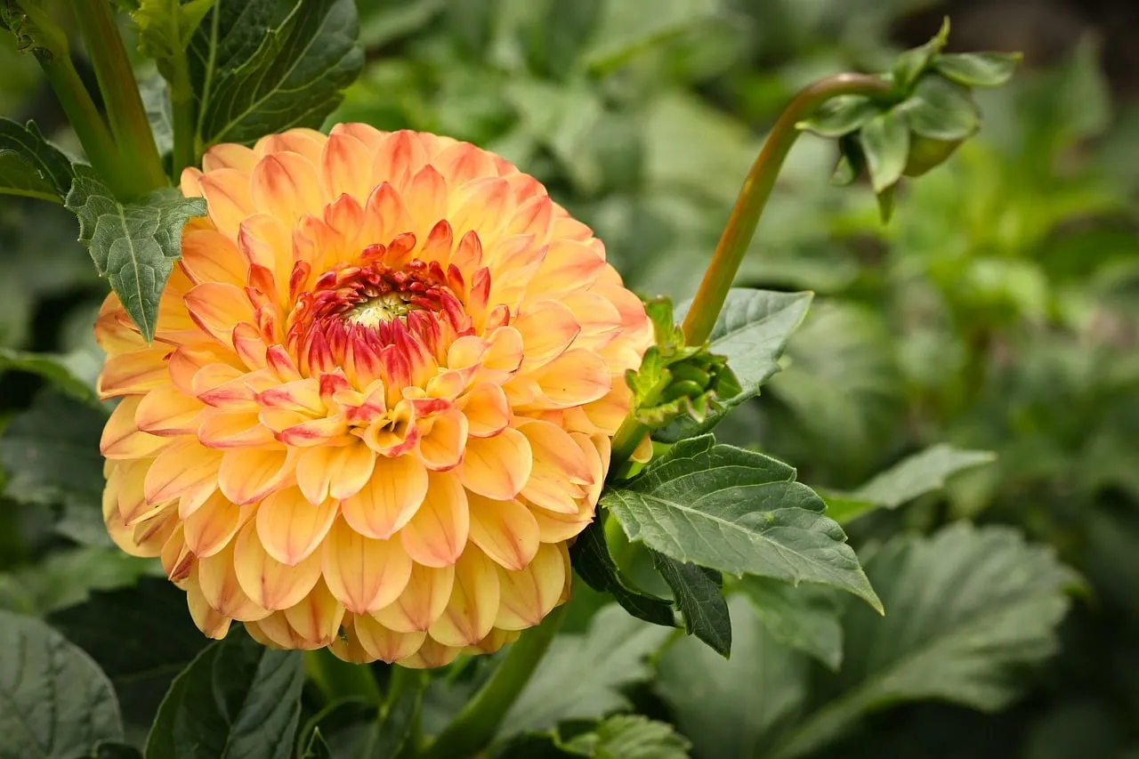 Vibrant Orange Dahlia Blooming in Lush Garden
