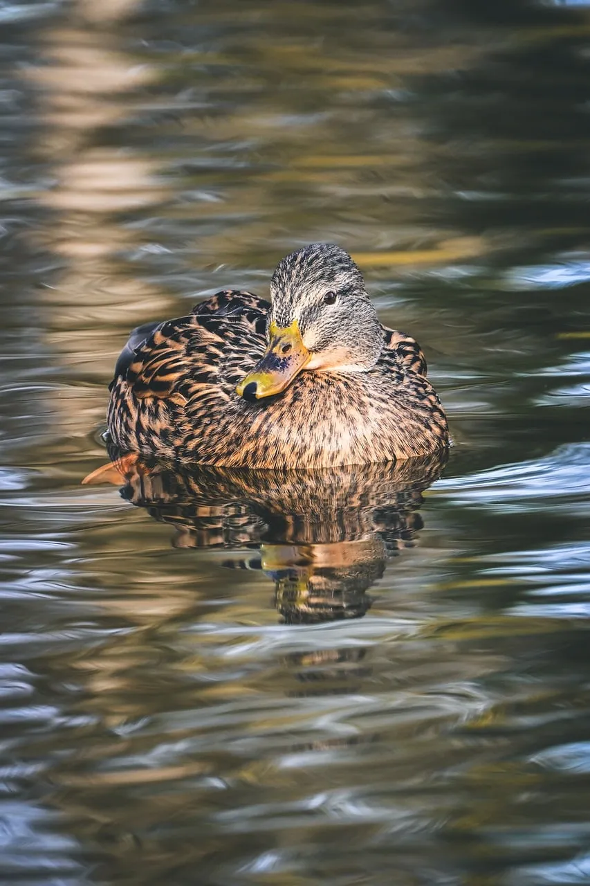 Serene Mallard Duck Gliding on Calm Reflective Water