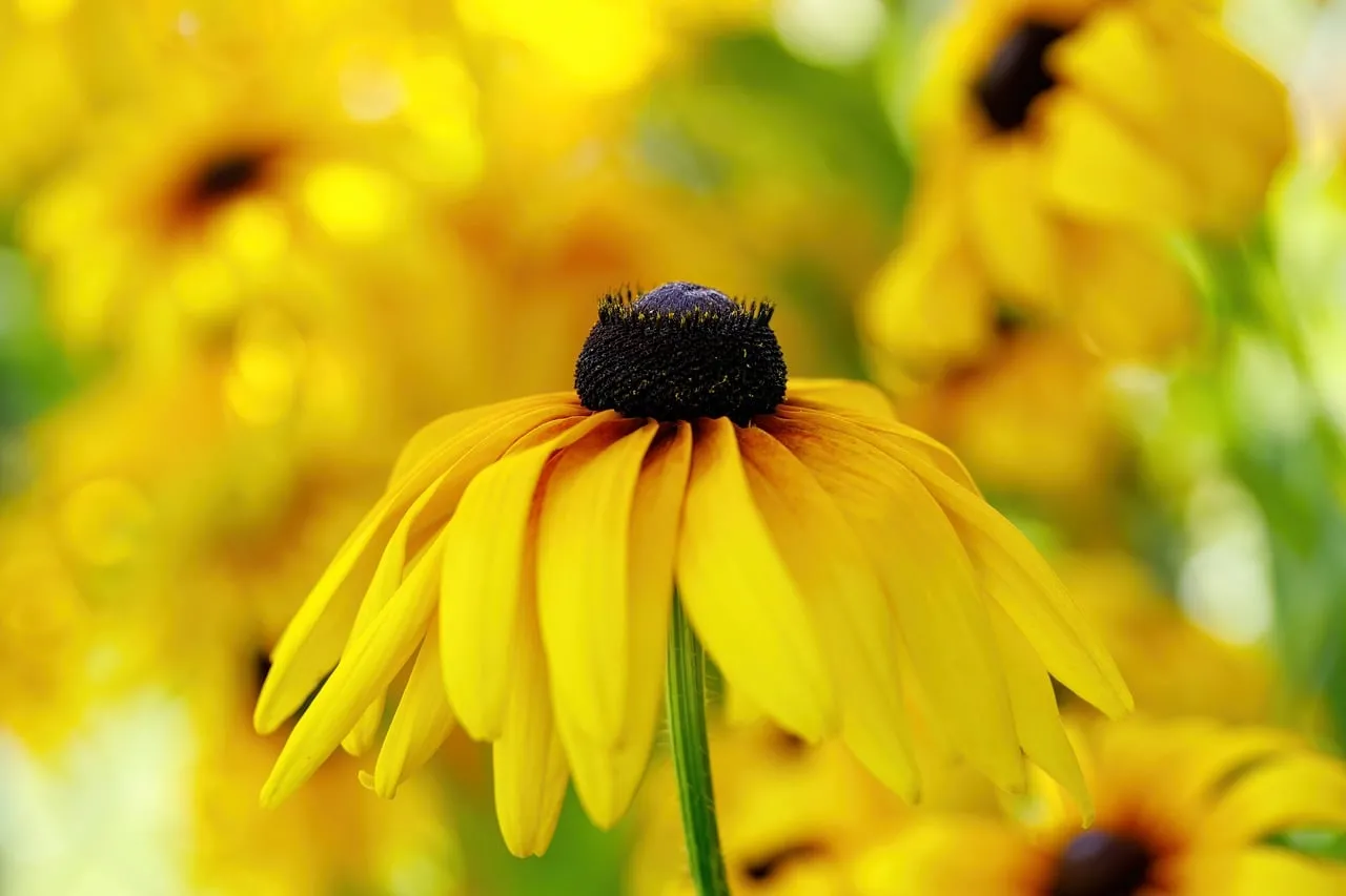 Vibrant Yellow Black-Eyed Susan: Summer's Cheerful Bloom