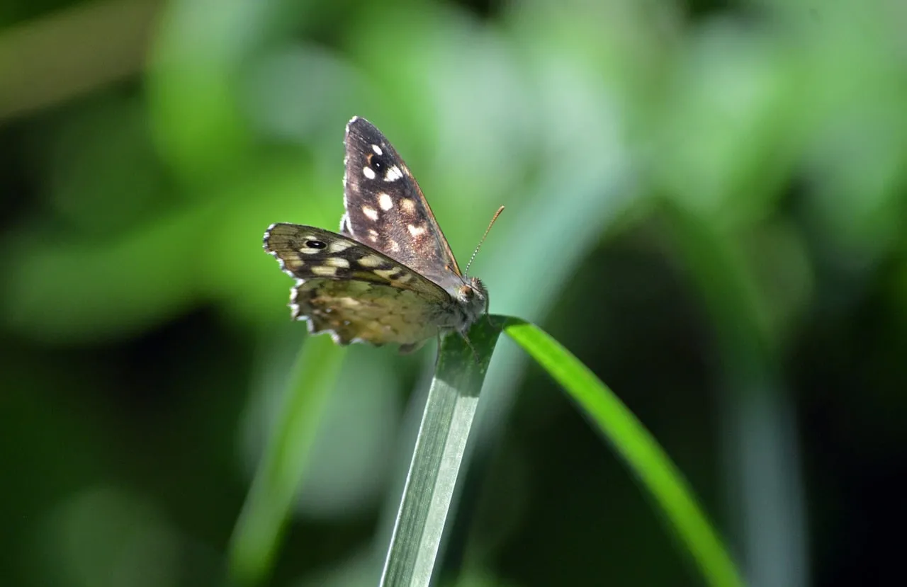 Enchanting Speckled Wood Butterfly in Lush Green Spring