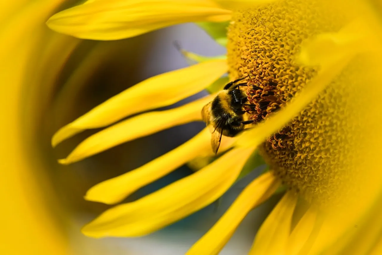 Vibrant Summer: Bee Pollinating a Golden Sunflower