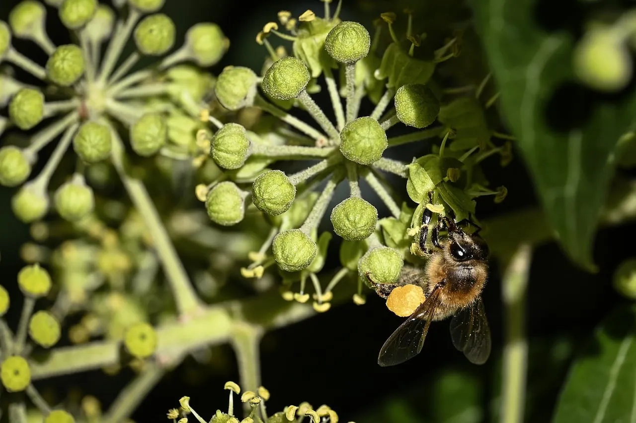 Vibrant Macro: Honeybee's Vital Pollen Collection