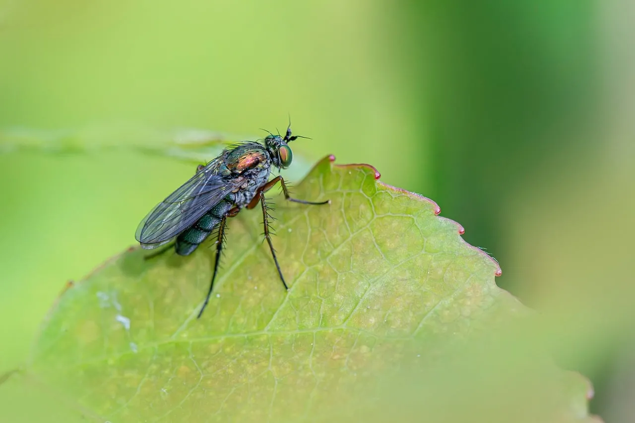 Vibrant Microcosm: Iridescent Fly on a Lush Green Leaf